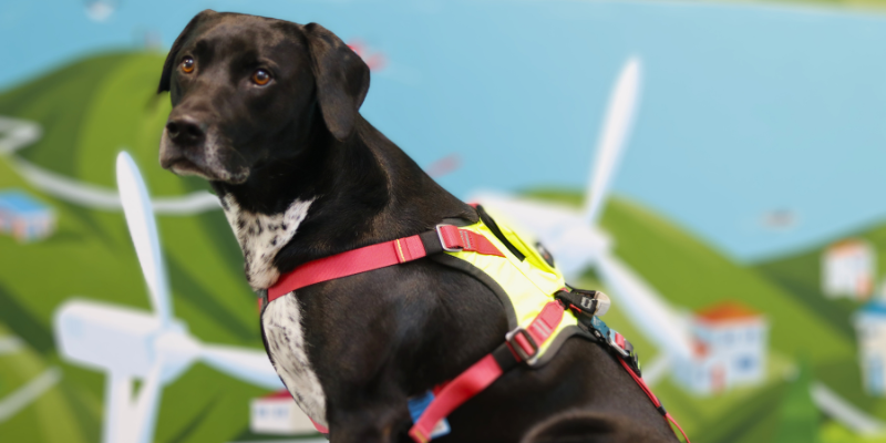 Black dog wearing Westpac Rescue Helicopter Dog Harness
